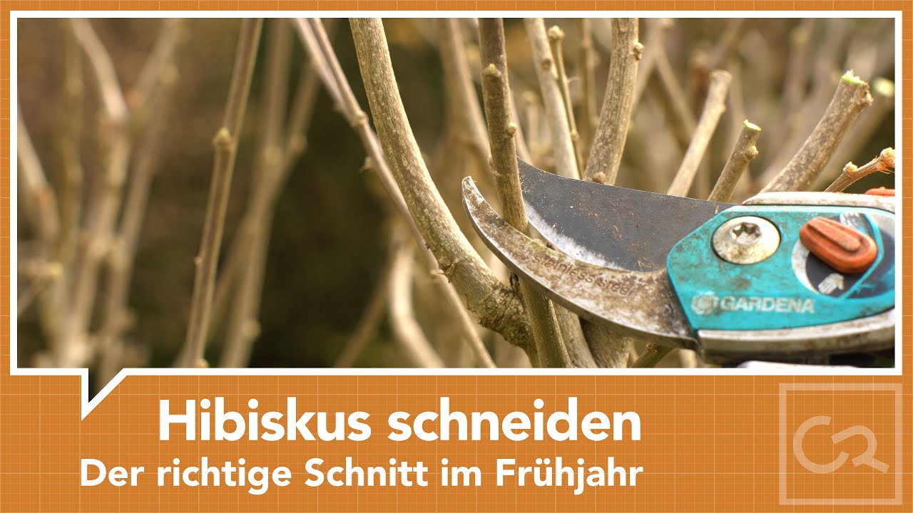 Hibiskus schneiden - Der richtige Schnitt im Frühjahr