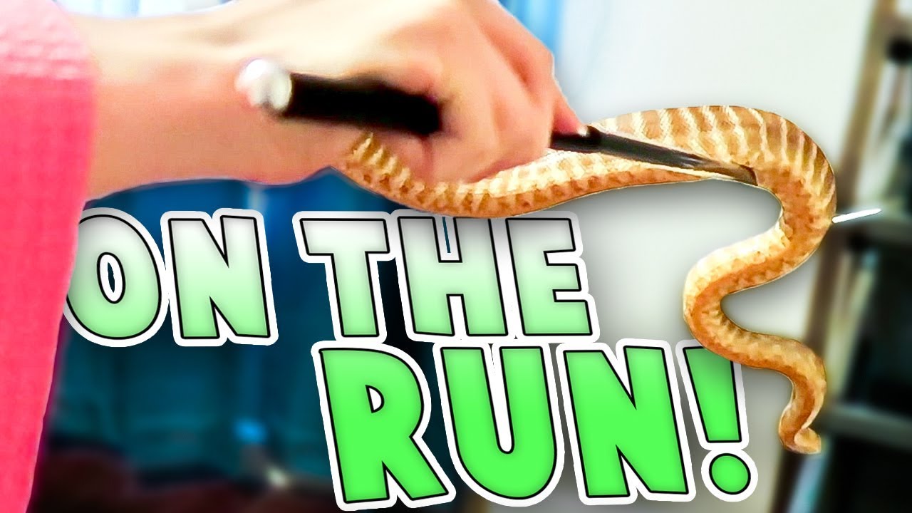 Our Snake Got Loose! | Family Baby Vlogs