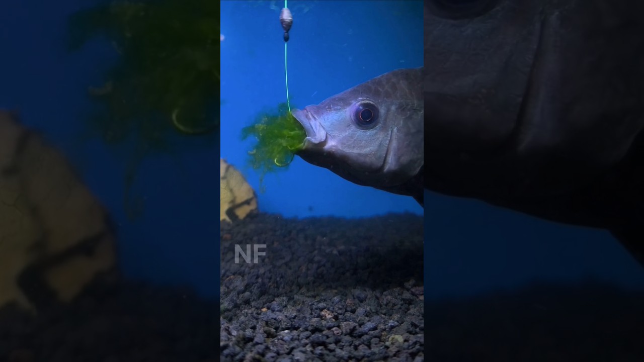 Ternyata Seperti Ini Cara Ikan Nila Makan Umpan Lumut #shorts #fishing #tutorial