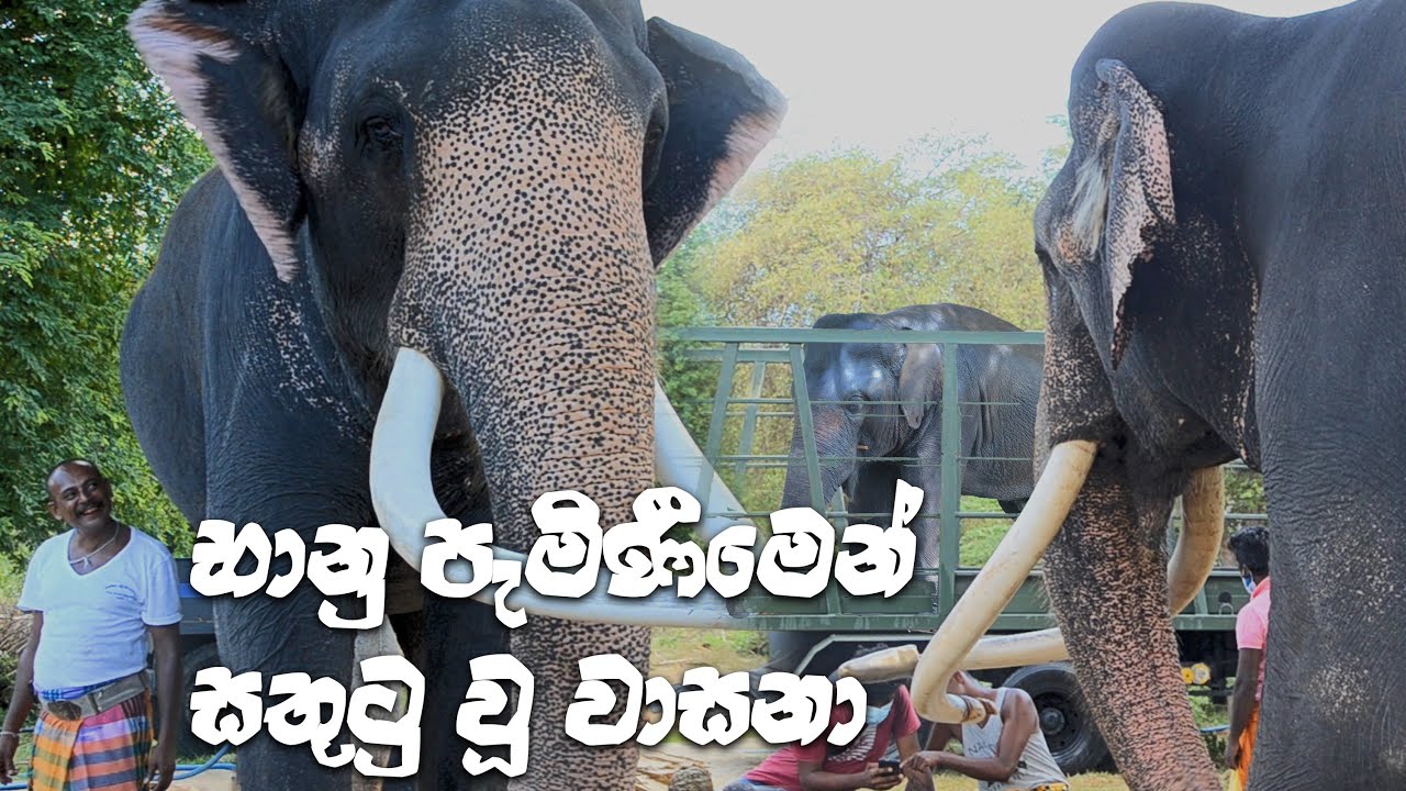 Wasana feeling Happy Banus arrival |Elephnat Lover | Kataragama Wasana