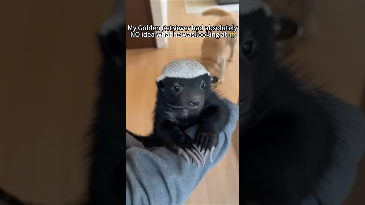 Rescued World's Most FEARLESS Animal... Now He's our family part 😂🦡