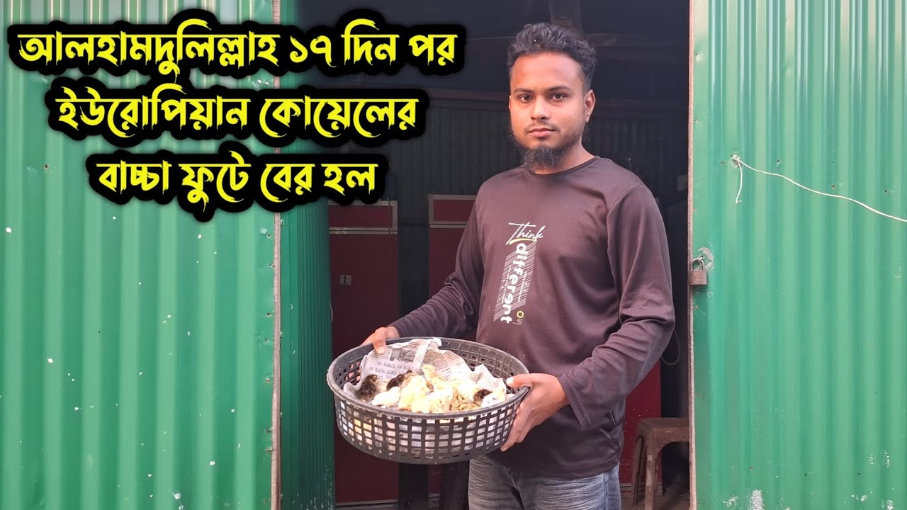 ইউরোপিয়ান জায়ান্ট কটনিক্স কোয়েলের বাচ্চা ফুটে বের হলো