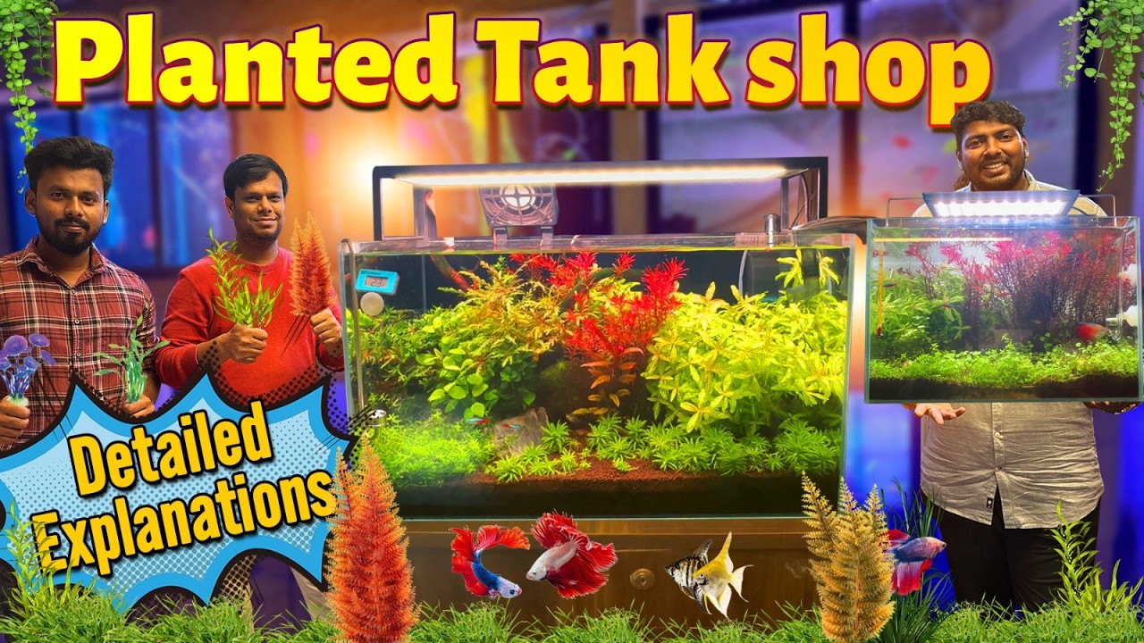 Best Planted Aquarium Shop in Chennai | Planted Tank Setup and Accessories | Fish and Bowl Velachery