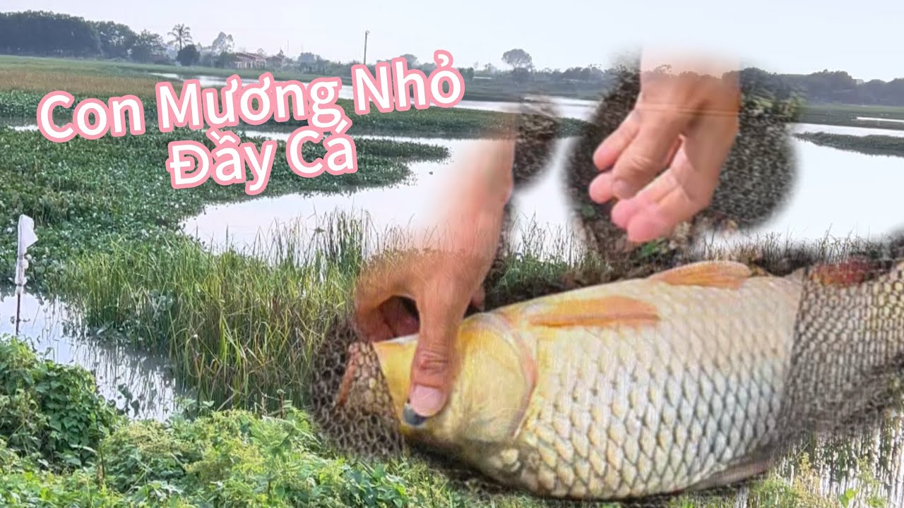 C&acirc;u c&aacute; tại con mương nhỏ - bất ngờ v&igrave; lại c&oacute; nhiều c&aacute; đến thế 🫨🫨