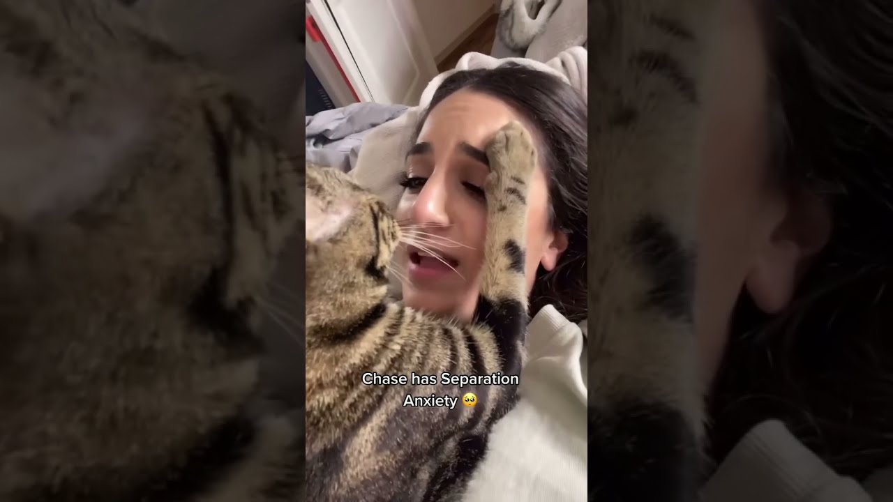 У моей кошки тревога разлуки 🥺💔 #шорты