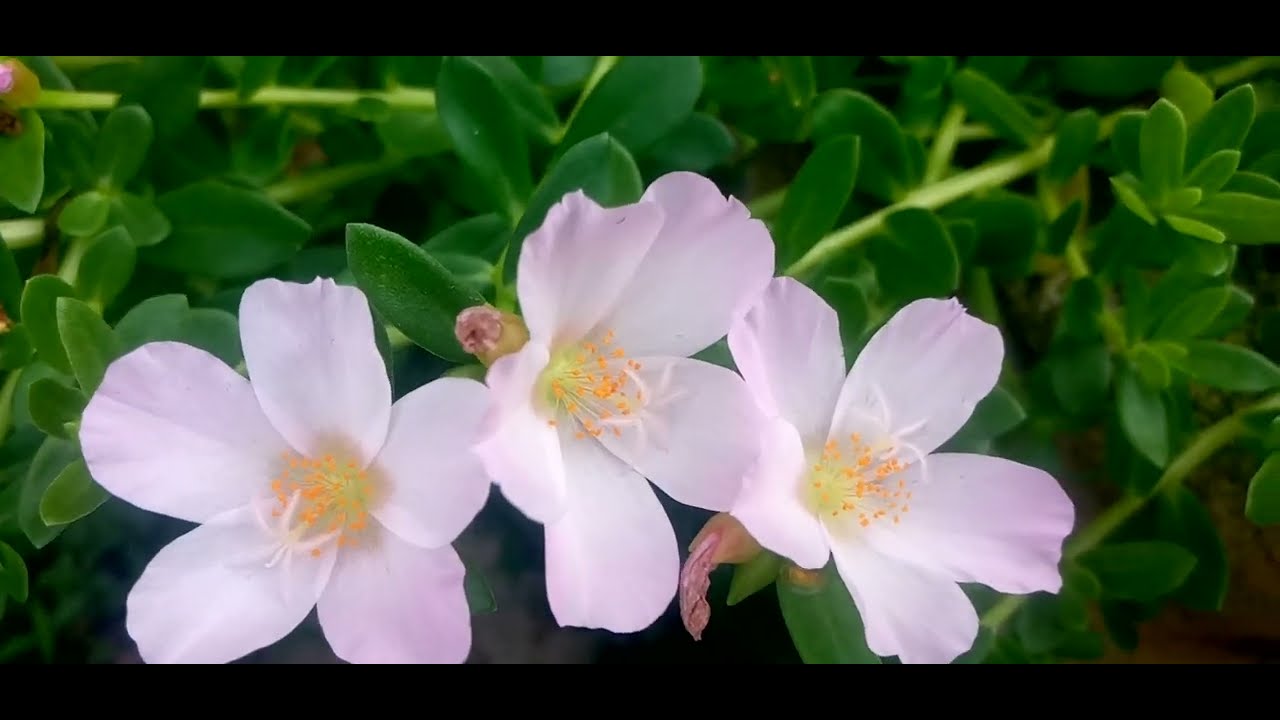 බලන්න 😄ඔයාලා කළේ මේ විදියටද#@🌿මල් පිස්සුවට පිළියම්