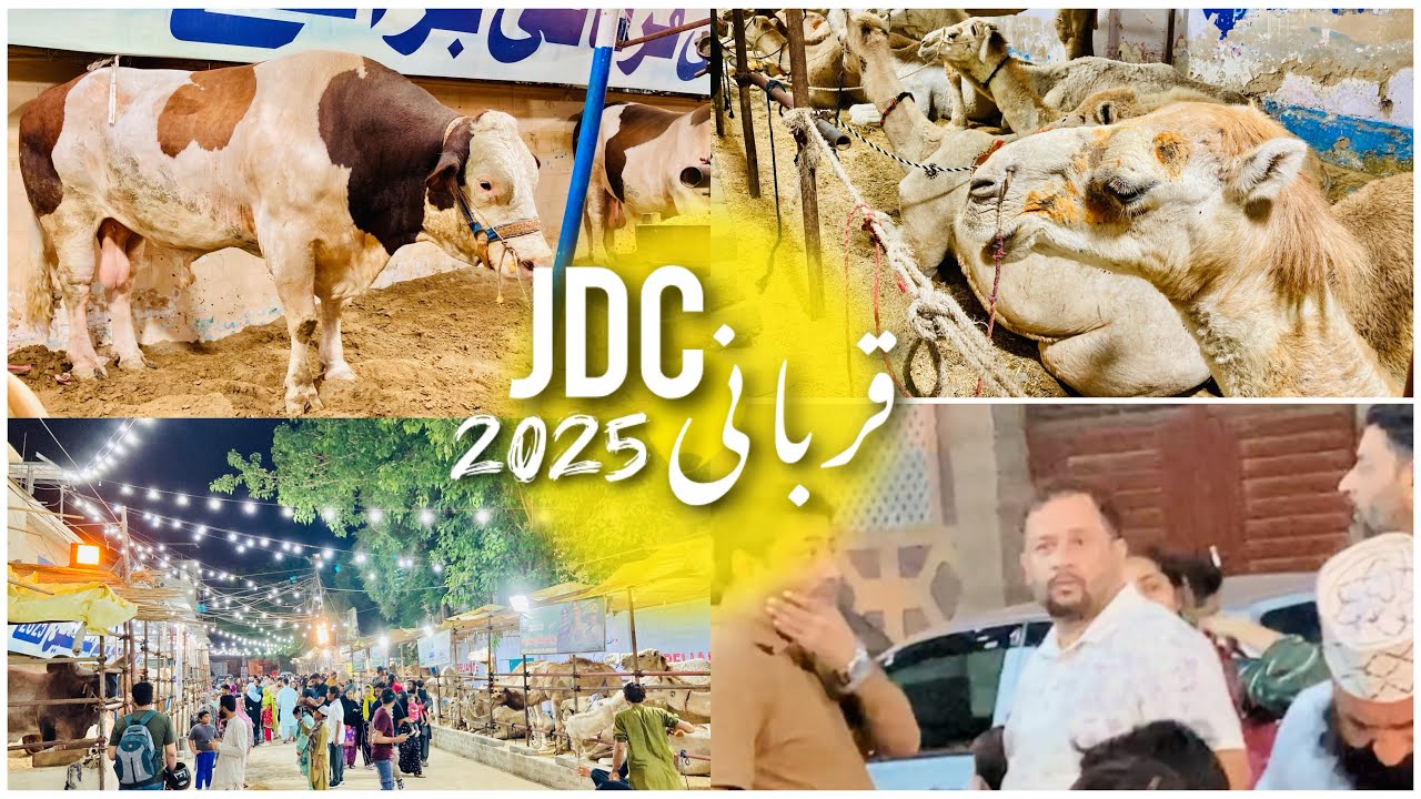 JDC Qurbani Baraye Mustehqeen 2025 | JDC Qurbani 2025 | Zafar Abbas JDC | Cow JDC 2025