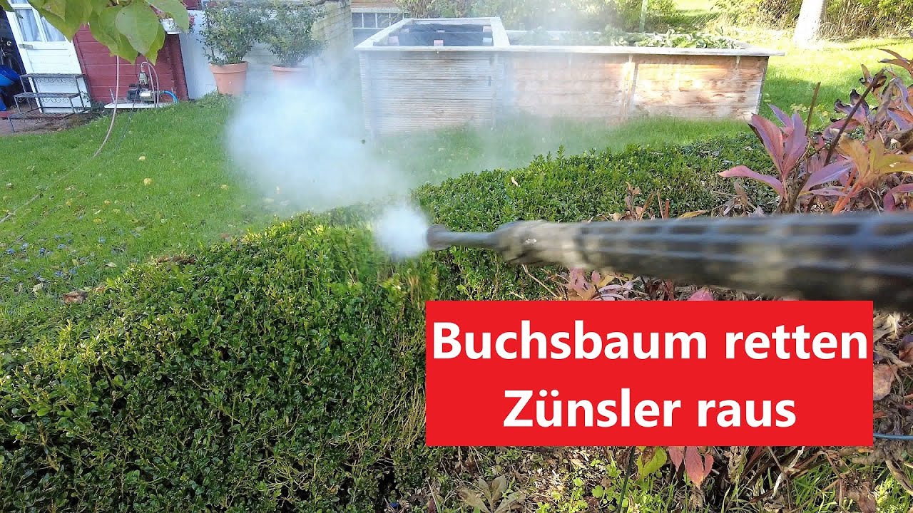 Buchsbaum retten  Z&uuml;nsler raus  Film 126