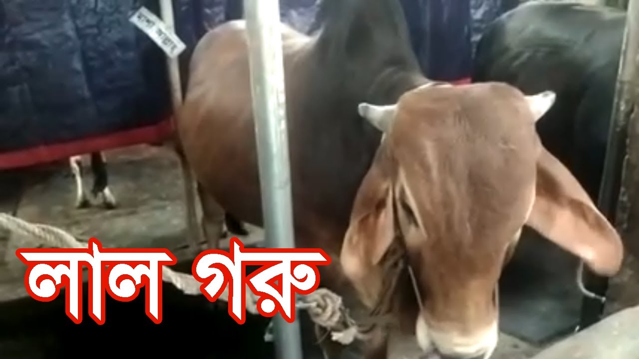 Lal Goru || Beautiful Red Bull || Khamar Bari Agro