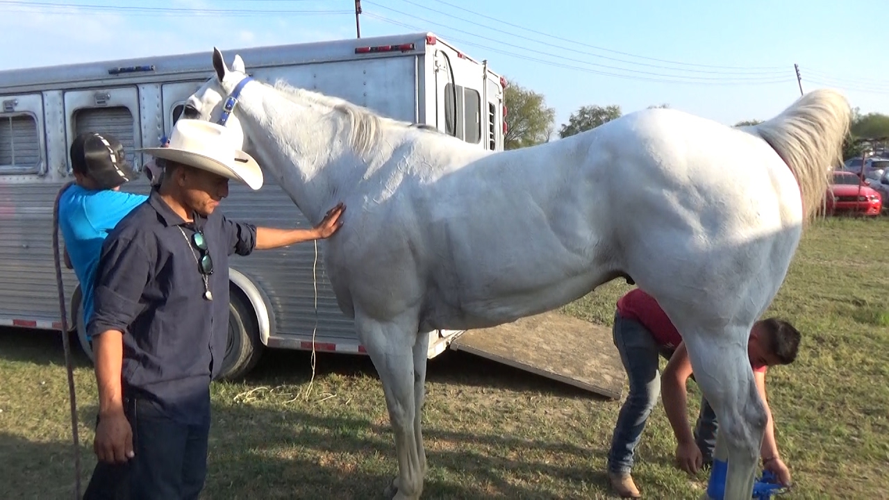 CARRERAS DE CABALLOS** DELFIN VS EL CONDE**