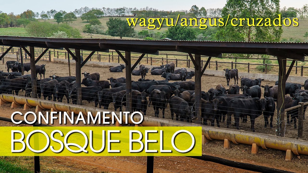 CONFINAMENTO BOSQUE BELO - WAGYU, ANGUS, CRUZADOS