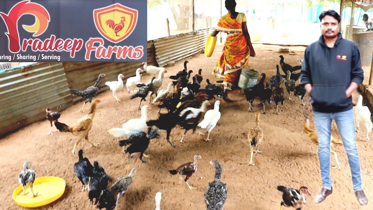 pradeep farms at Nunna|kolla pempakam|Natukodi farming telugu|kolla farm|Natukodi telugu|Telugurythu