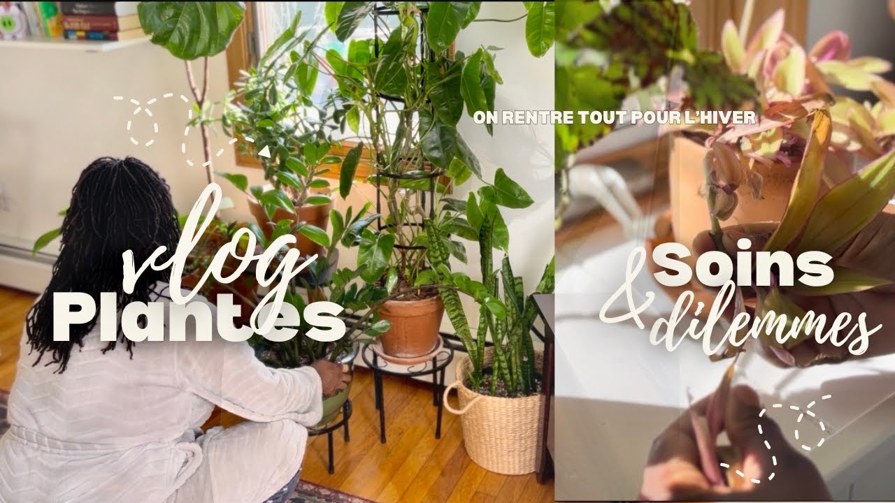 Je rentre mes plantes pour l'hiver et c'est un casse tête !