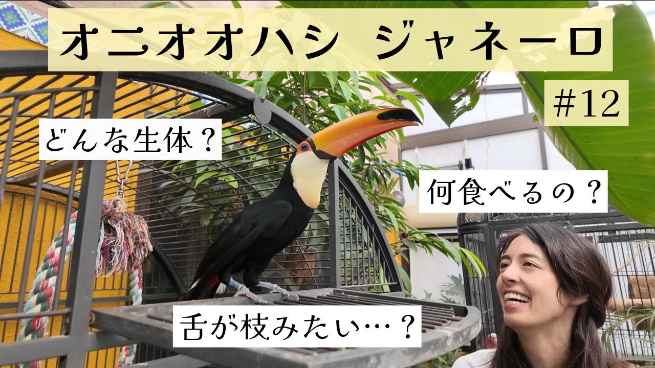 #12 オニオオハシ  ジャネーロ ／ My Toco Toucan Janeiro say’s “Hi”