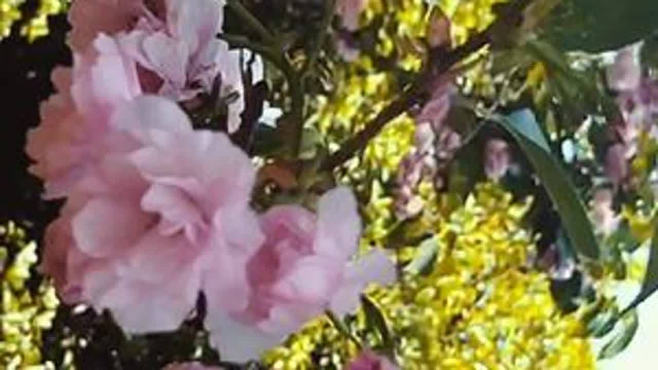 汉阳红色广场樱花园