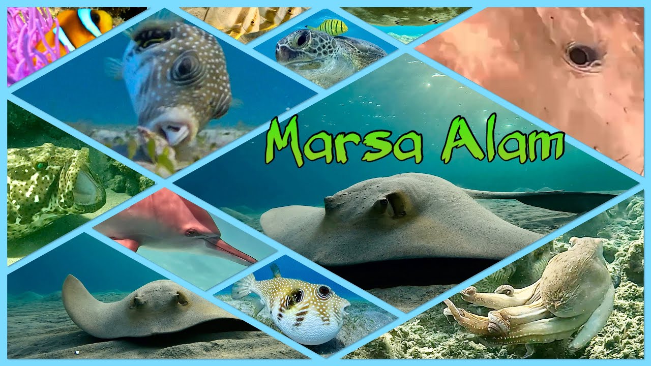 Marsa Alam  Dez 24/Jan 25                                   #insta #gopro #underwater #highlights