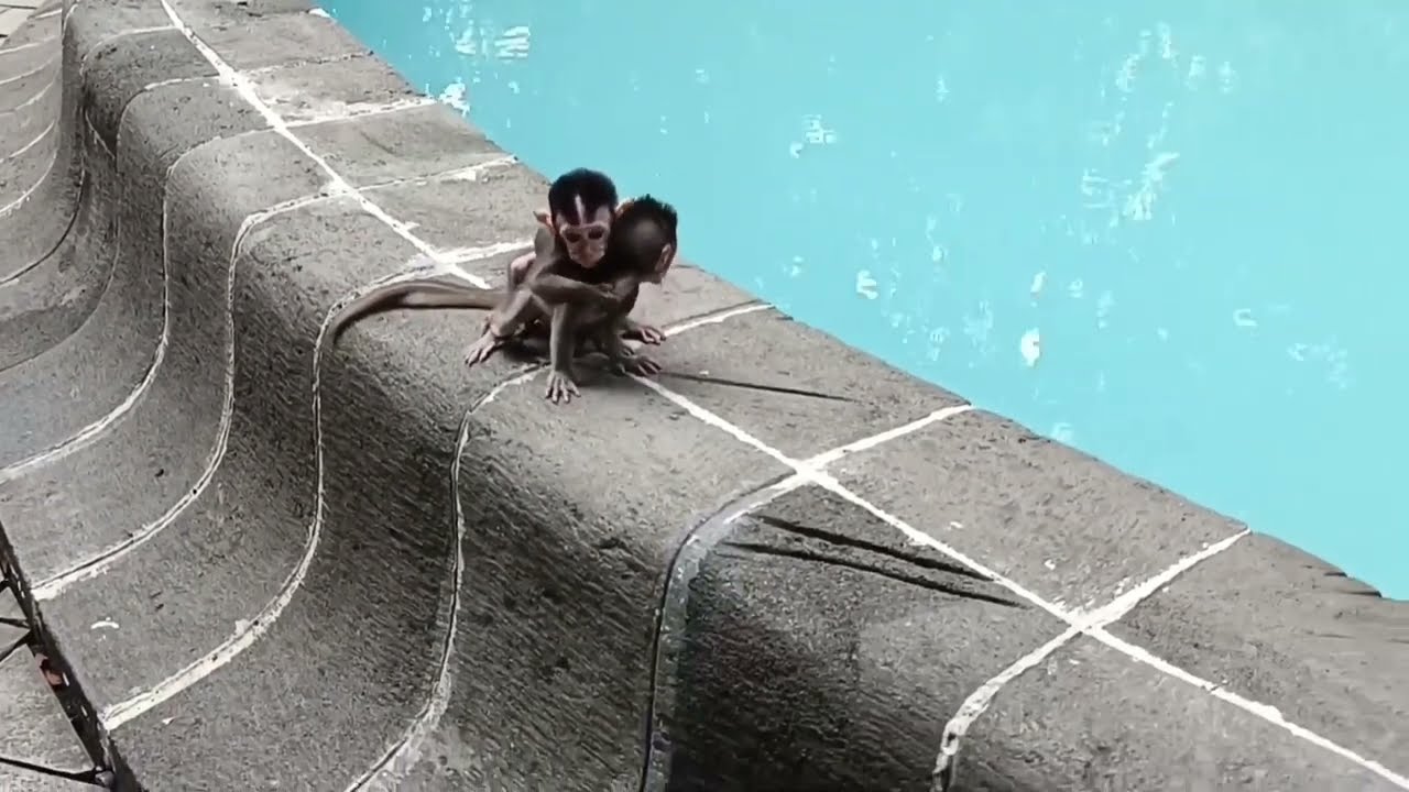 Bayi Monyet Dempet