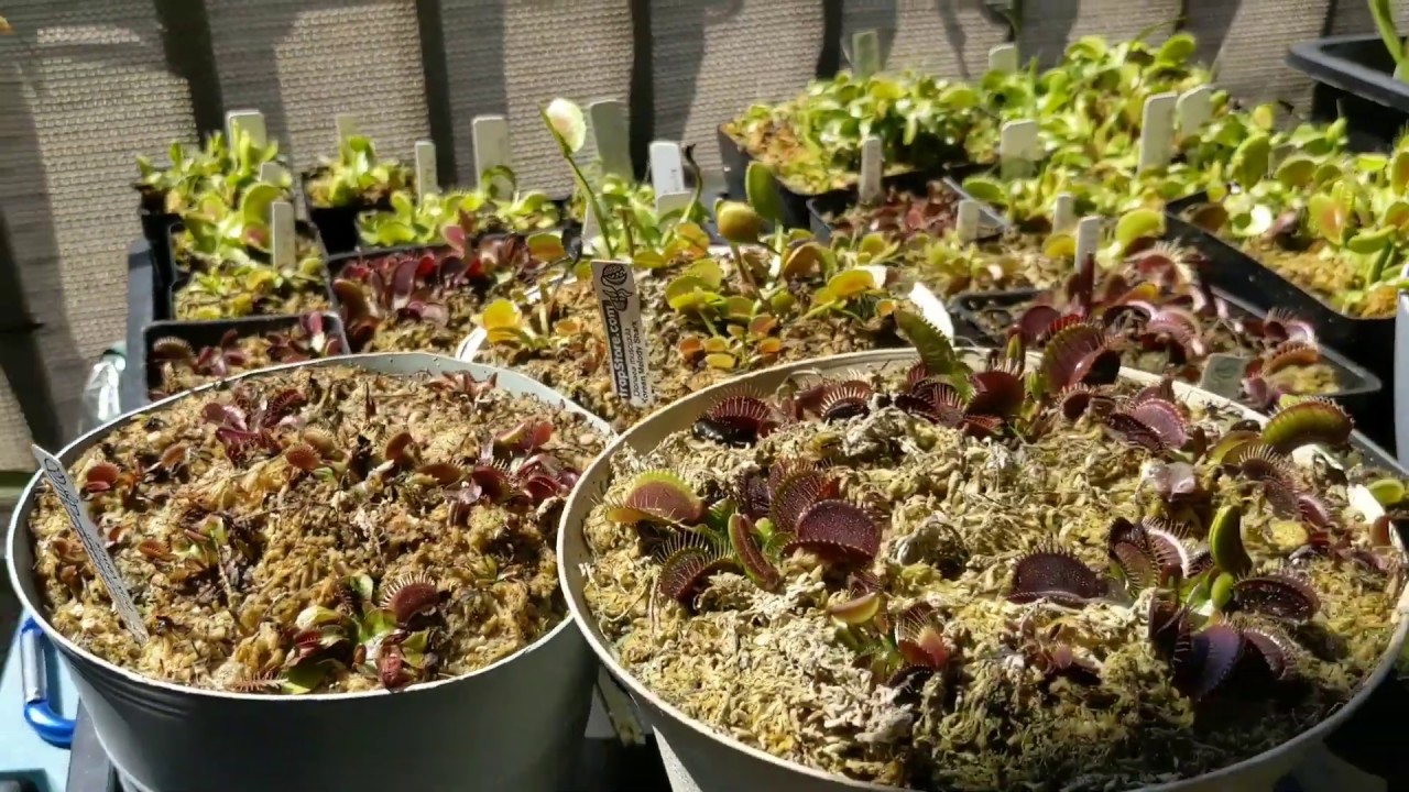 My Venus Flytrap Collection! | Carnivorous Plants | Spring 2019!