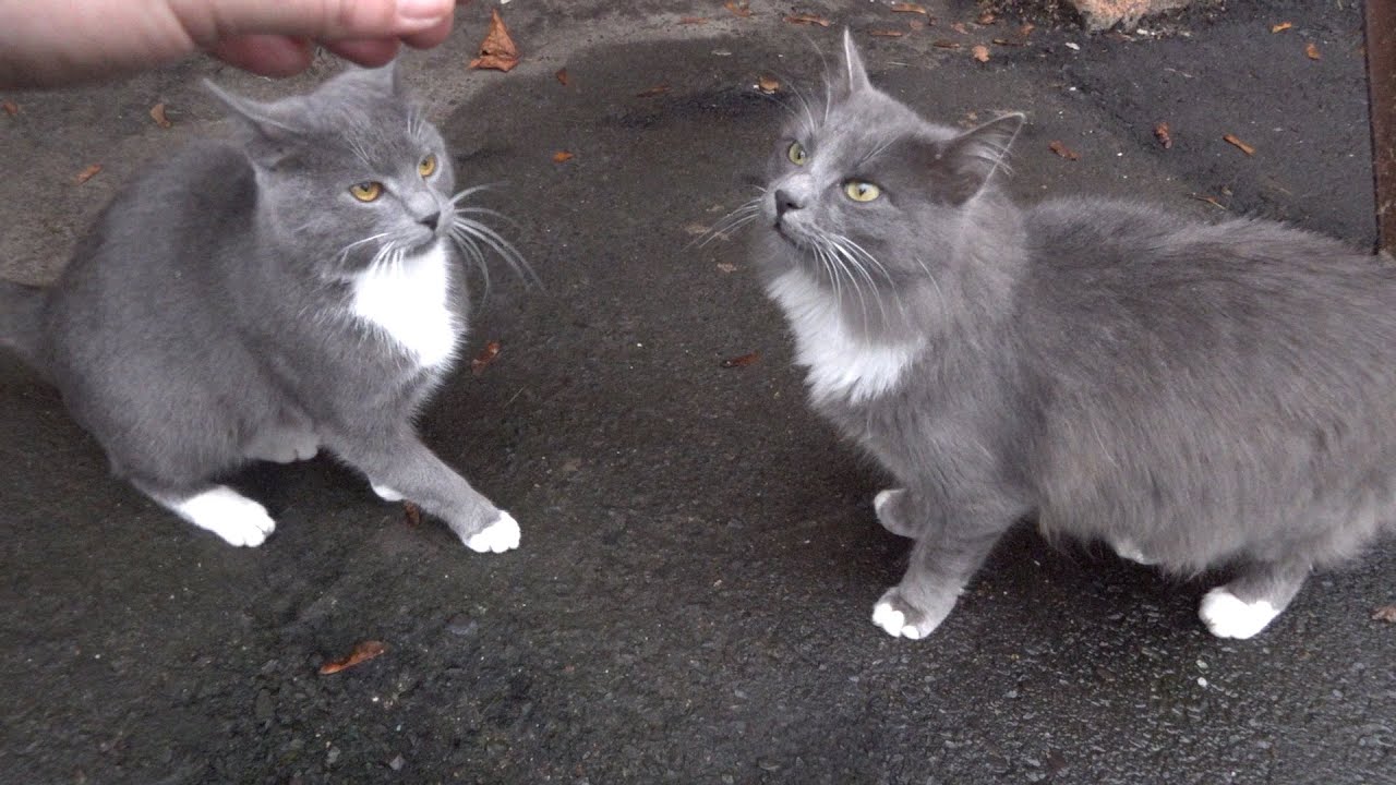 Two grey cats not lonely