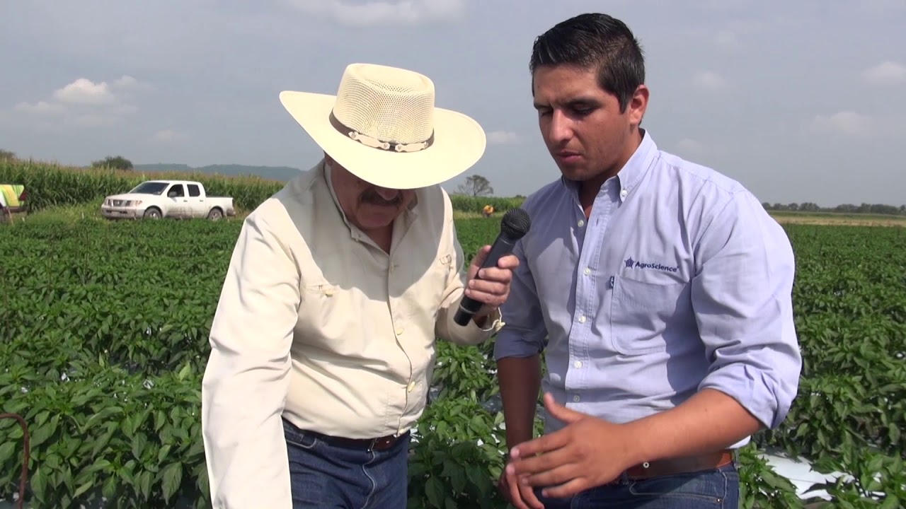 AgroScience | Nutrición de Alto Rendimiento en Chiles Anchos y Jalapeños