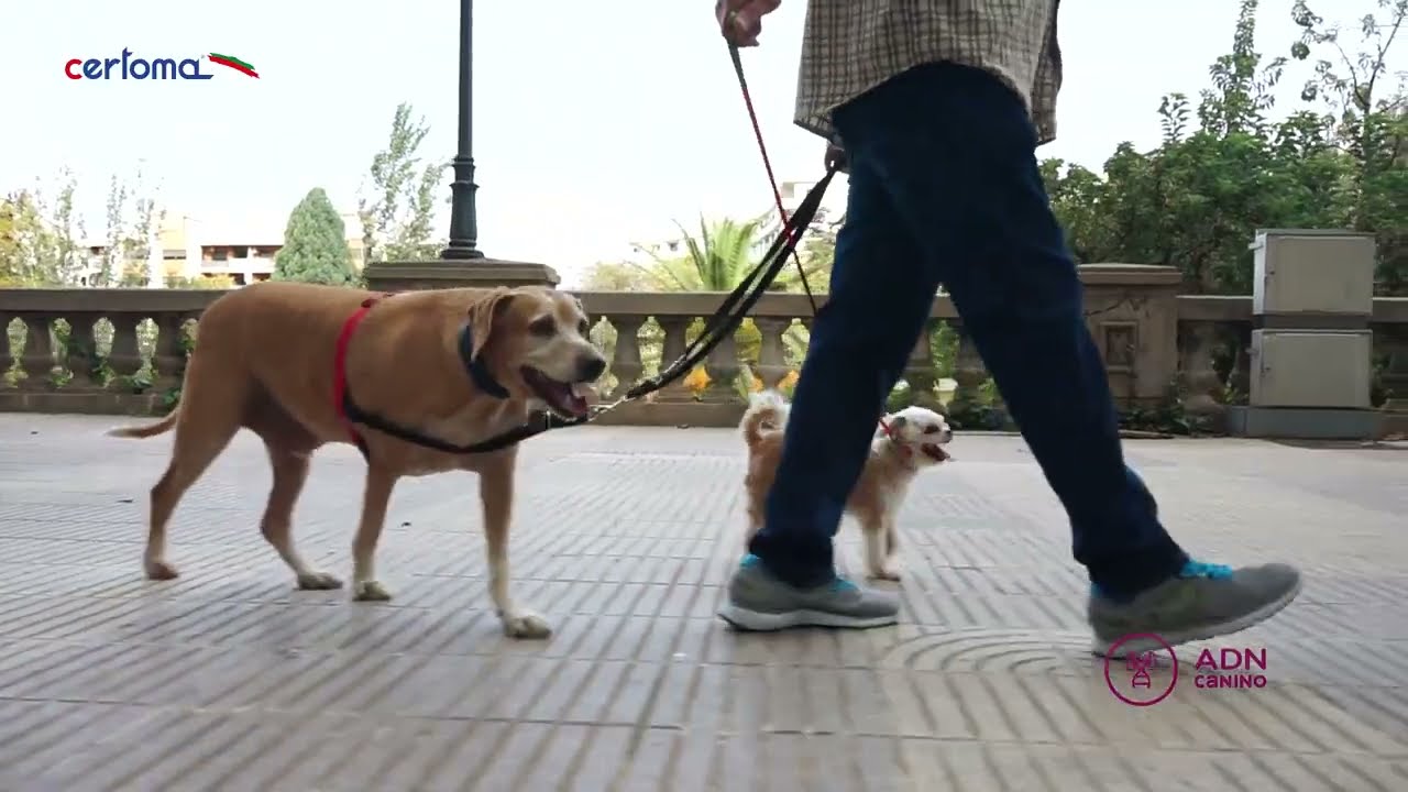 ADN CANINO - Identifica&ccedil;&atilde;o Gen&eacute;tica 🐾