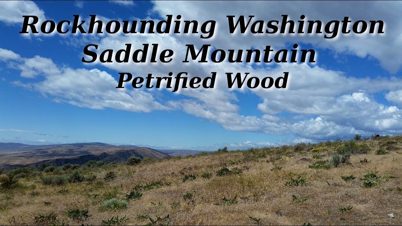 Rockhounding Washington Saddle Mountain Petrified Wood