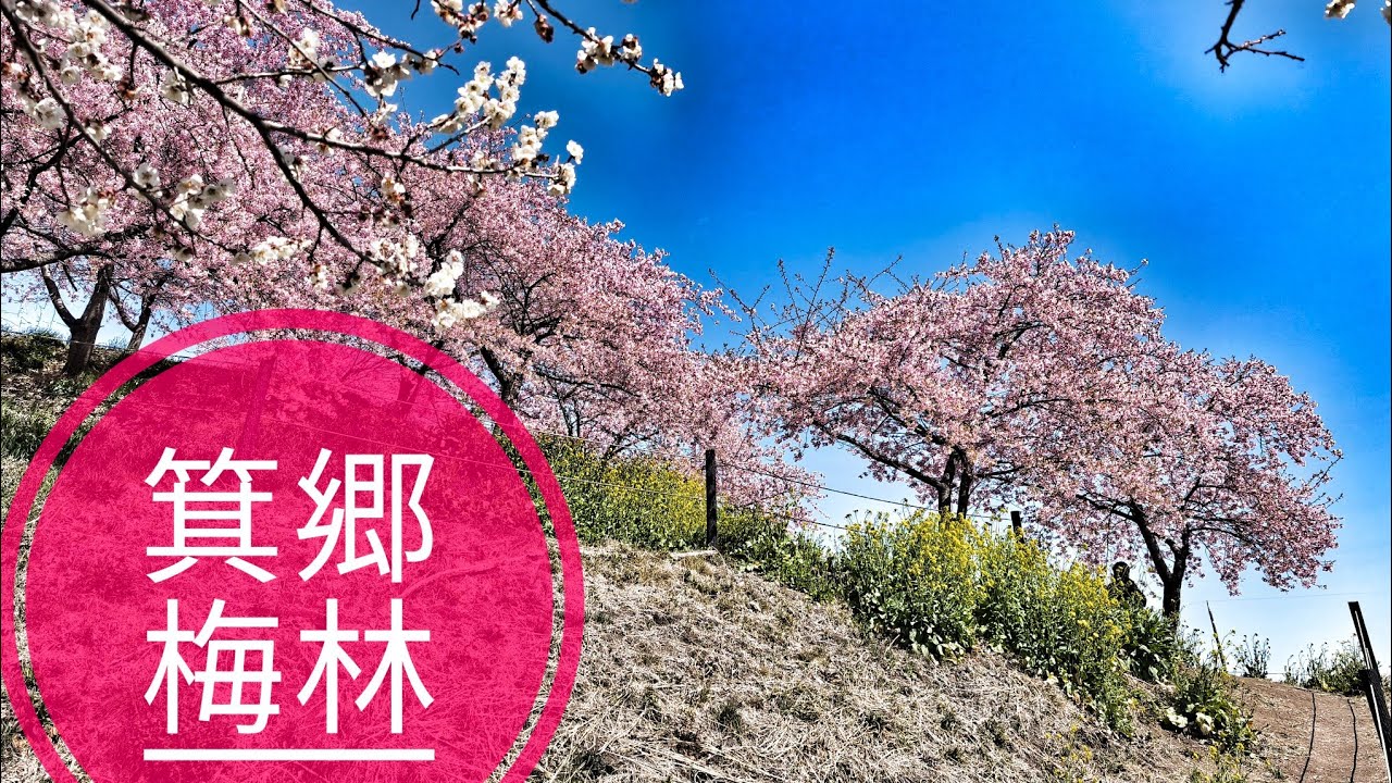 【外出】群馬県 高崎市「箕郷梅林」善地会場