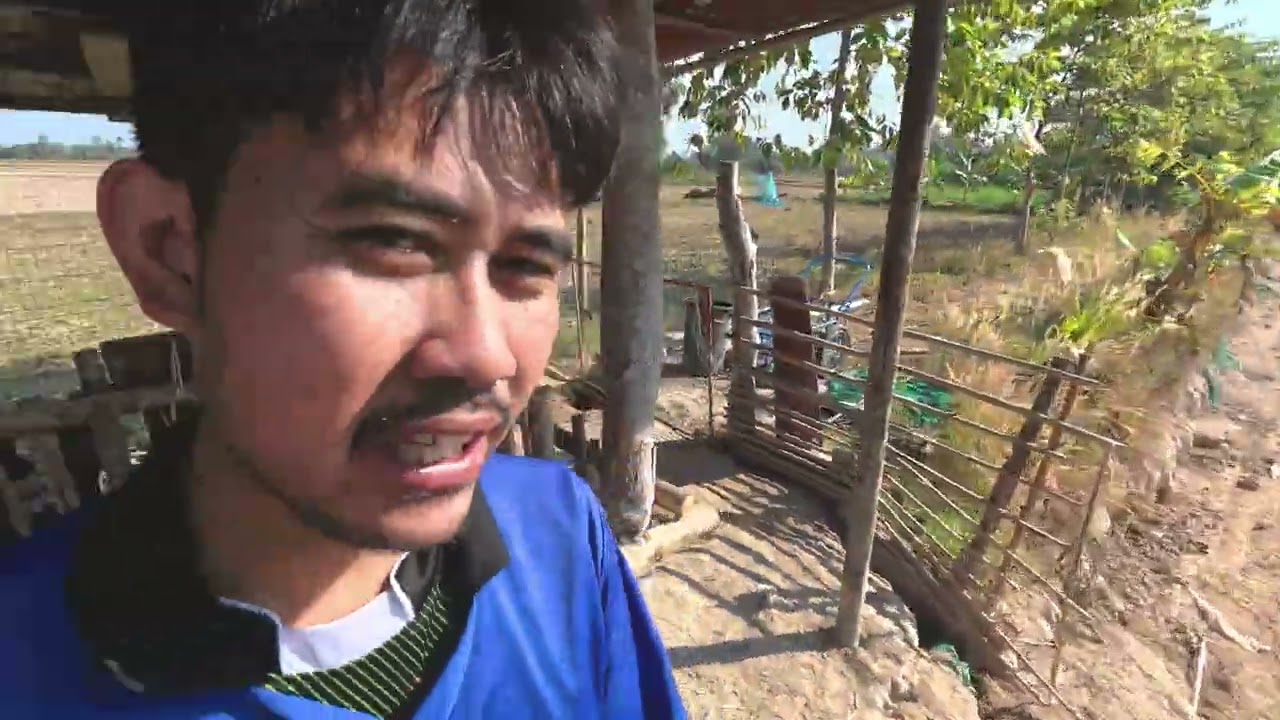 บรรยากาศให้อาหารน้องหมูป่าท้ายสวนเลี้ยงแบบปล่อยหมูป่าพันธุ์ผสม