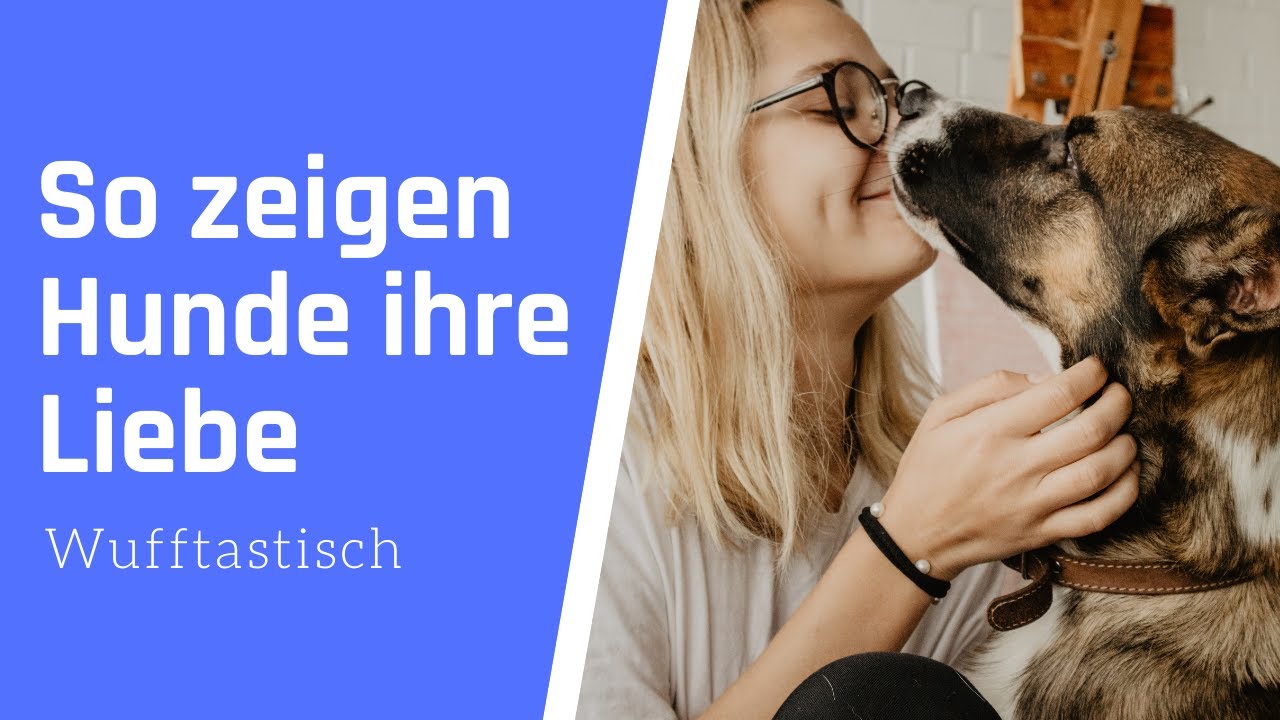 10 Verhaltensweisen, mit denen Hunde ihre Liebe zeigen 💖