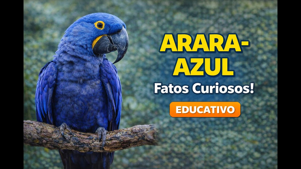 ARARA-AZUL: O FASCINANTE MUNDO DAS AVES...