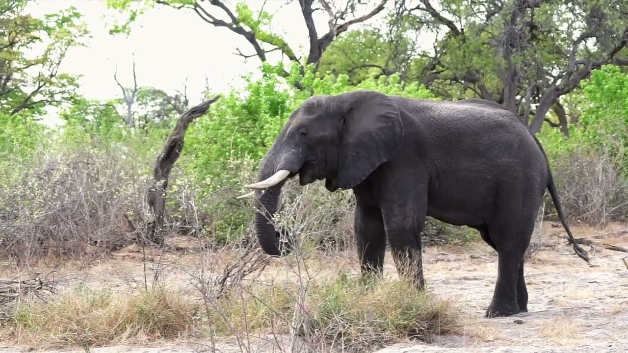 2017 Safari_Linyanti Bush Camp