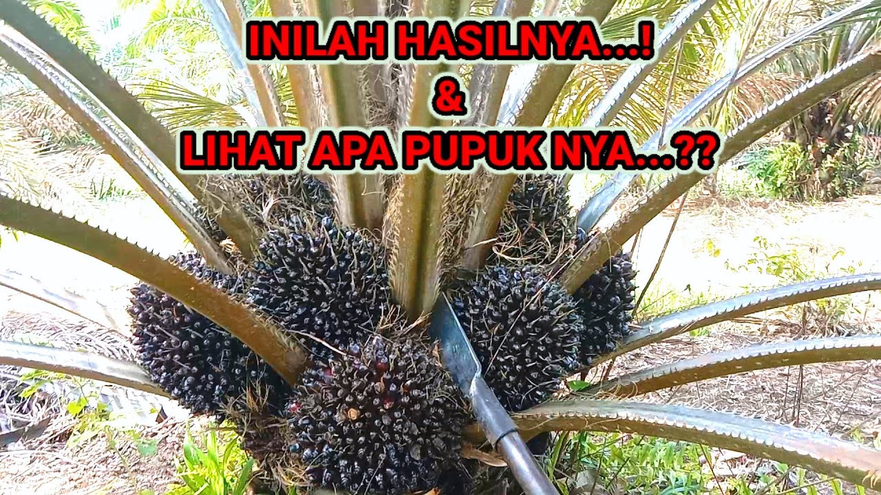 SAWIT USIA 6 TAHUN SETELAH DI PUPUK KCL..