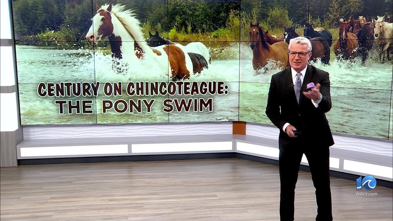 Century on Chincoteague: The Pony Swim | WAVY+