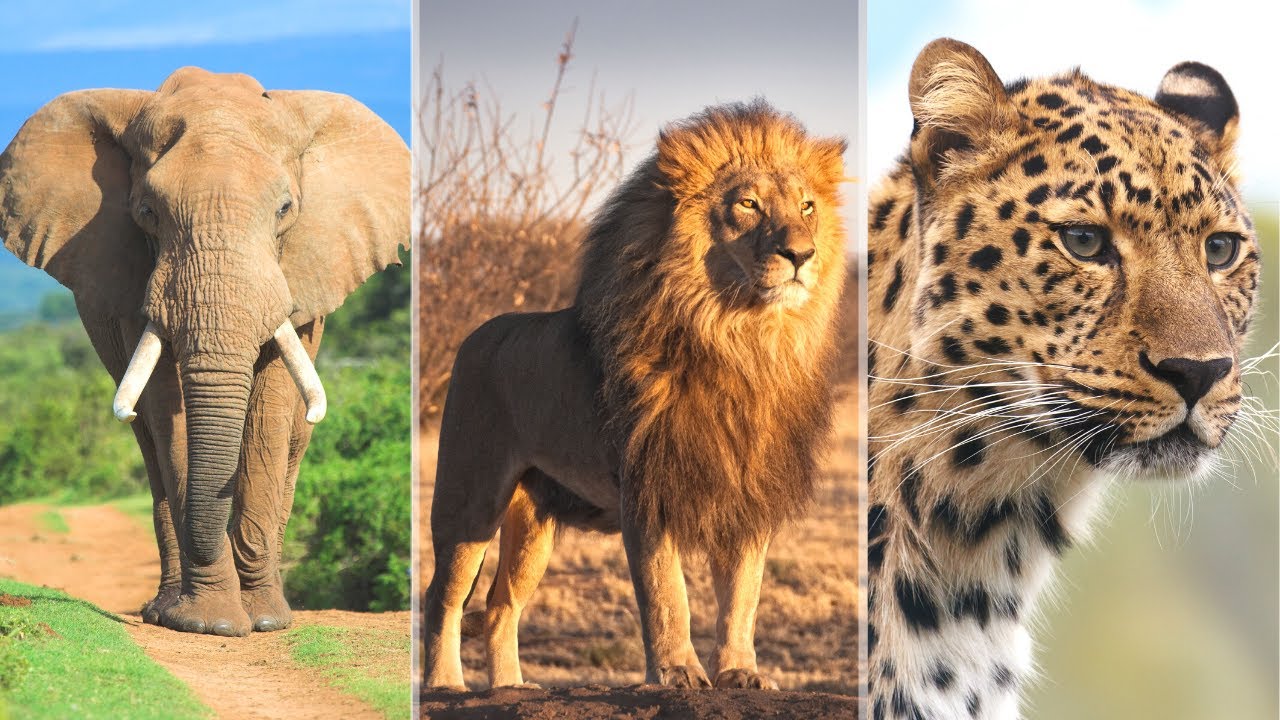 Relaxing Music with Safari Animals | Stress Relief, Reduce Anxiety