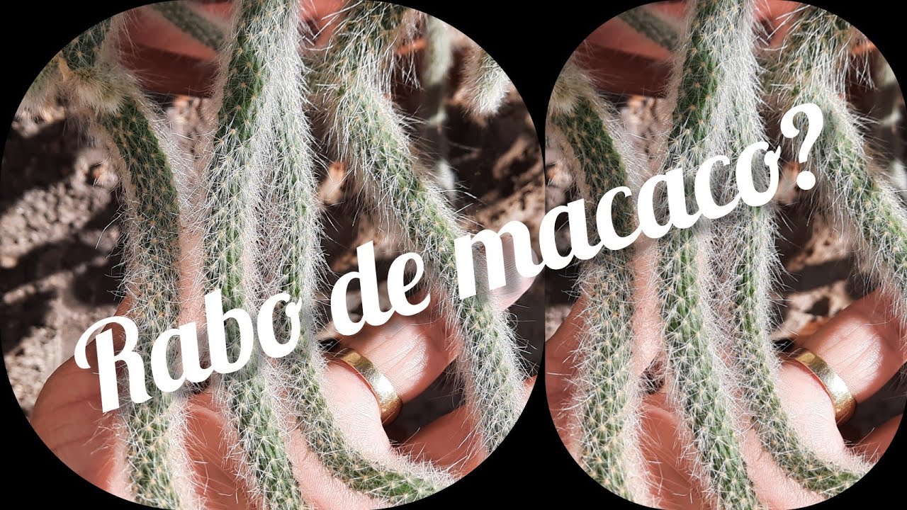 Meu  rabo de macaco 🐒 está definhando