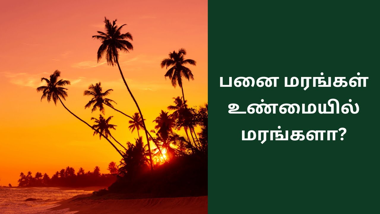 Palm Trees: The Misunderstood Giants of the Tropics