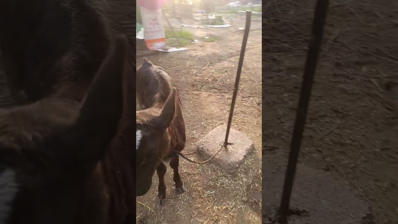 Beautiful ABS Hammer calf#dairy