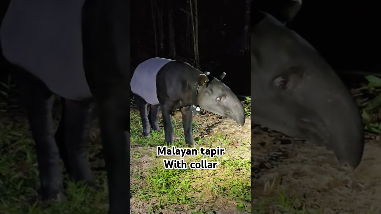 Malayan tapir fitted with a satelite collar #tapir #rewilding #conservation #lovetapir