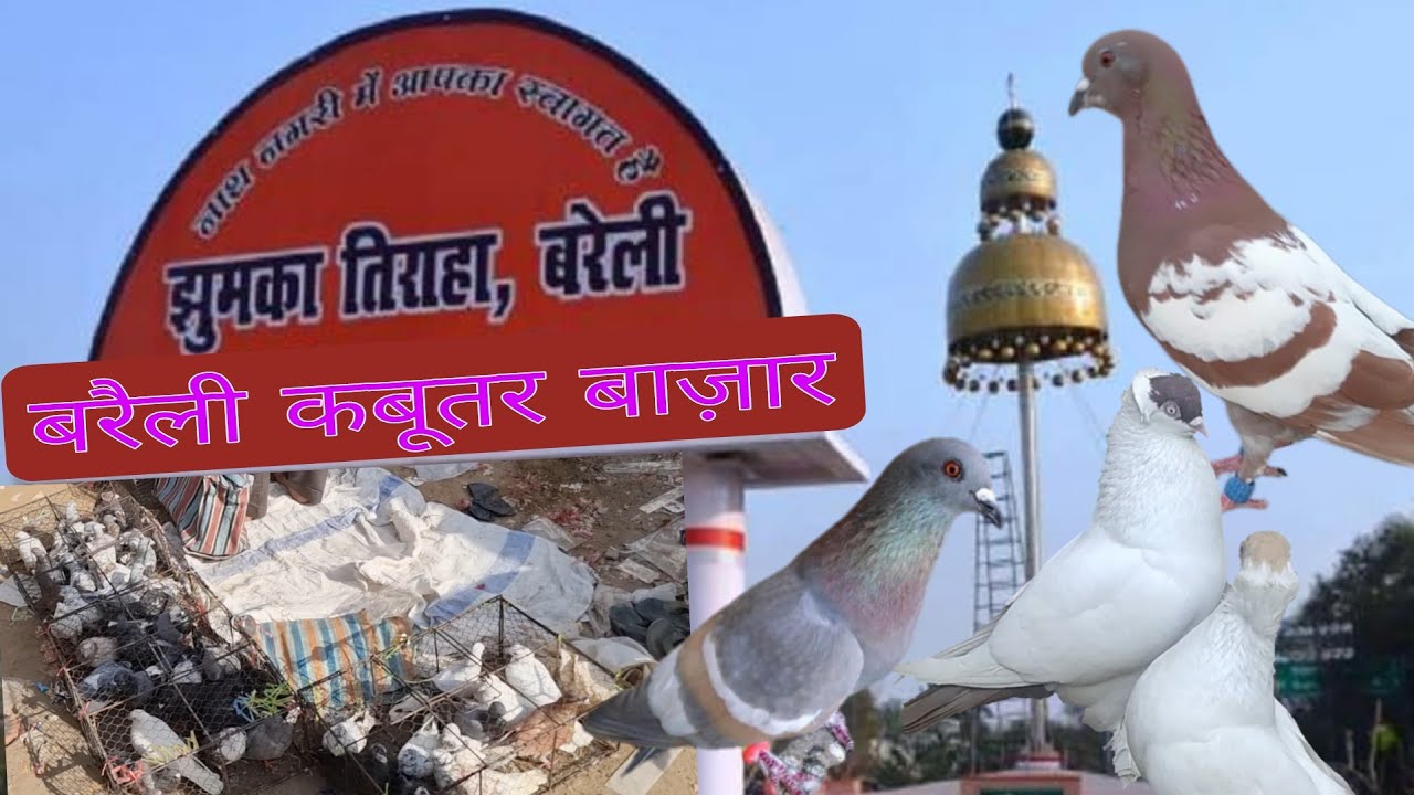 Kabootar market Bareilly (Fatehganj) 20-04-2023. बरेली की सबसे बड़ी कबुतर मण्डी फतेह गंज।