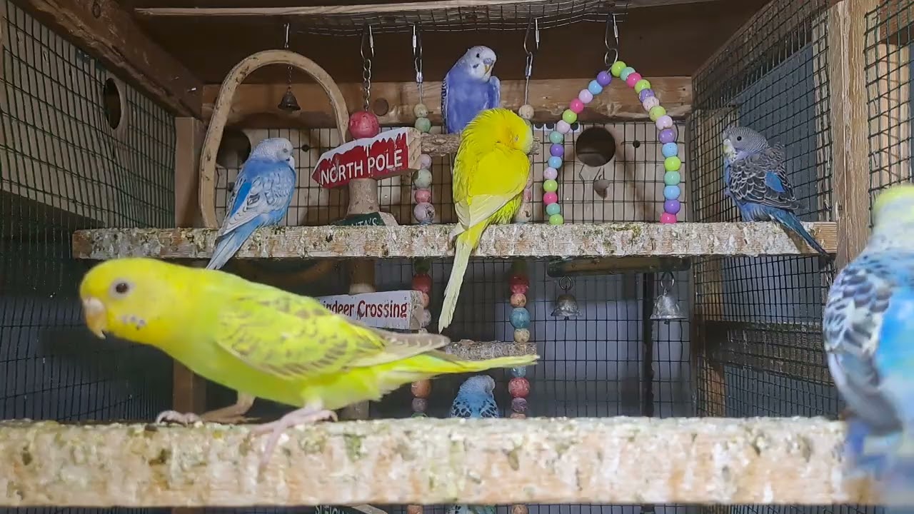 Parrots – Natural Instincts