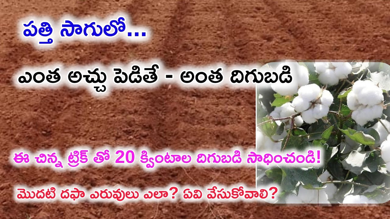 పత్తి సాగులో ఎంత అచ్చు పెడితే అంత దిగుబడి వస్తుందా? మొదటి దఫా ఎరువులలో ఈ తప్పు చేస్తే ఇక అంతే!