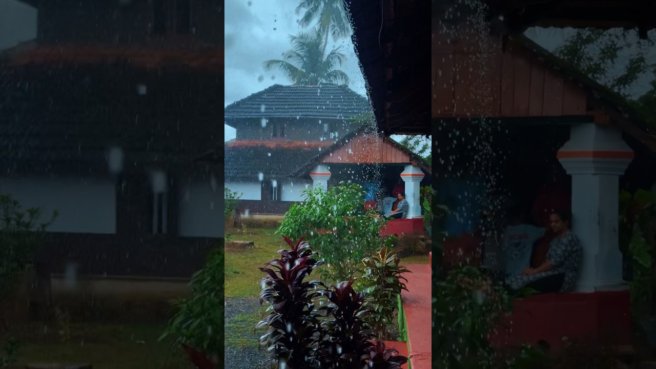 Rainy Days in Kerala #shortsvideo #monsoon #rain