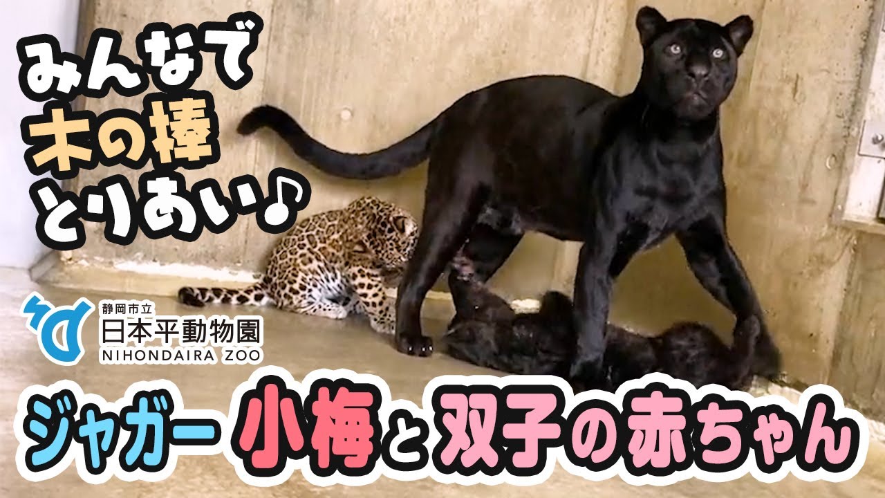【日本平動物園】みんなで木の棒とりあい♪🐆🐆ジャガーの双子姉妹と小梅ママ[Nihondaira Zoo] Jaguar, Koume and  her twin babies.