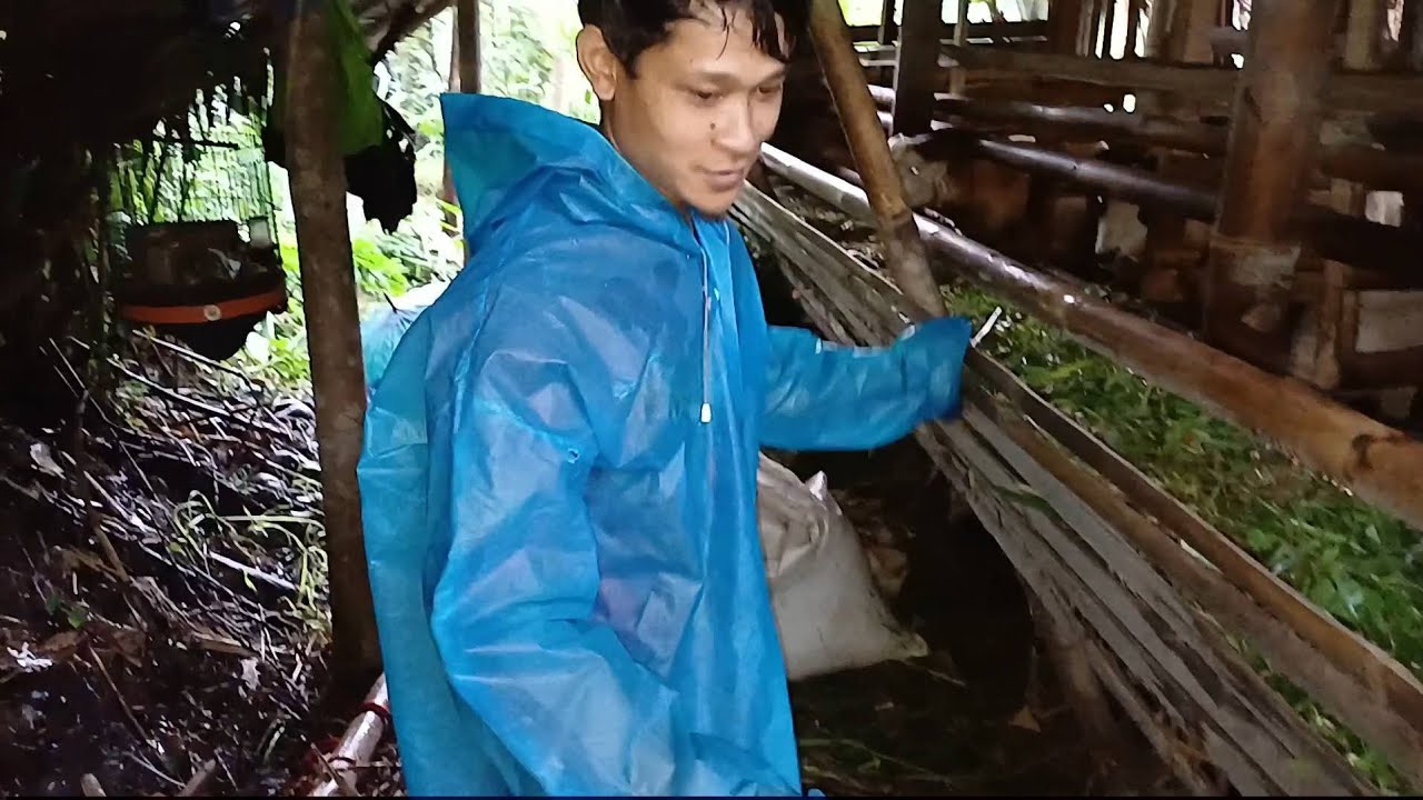 SEPASANG BAKALAN BREEDING KE LANGKAPLANCAR PANGANDARAN