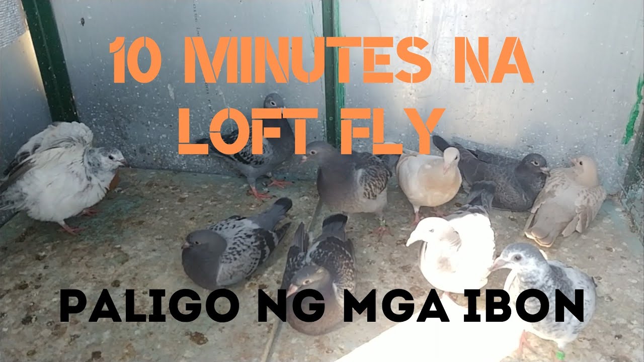 10 MINUTES NA LOFT FLY / PALIGO NG MGA YB AT FLYER