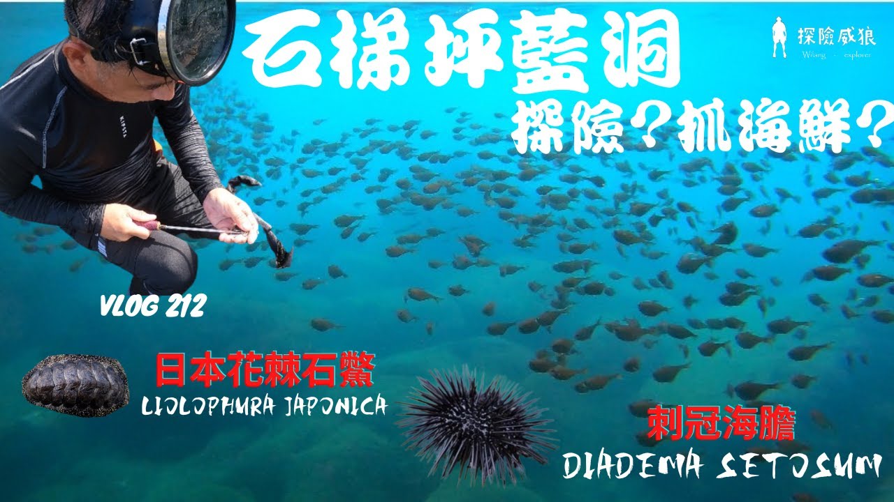 花蓮也有神秘海底藍洞，狼爸一到海邊又在挖東挖西了｜探險威狼 Wilang Explorer ｜野味｜藍洞｜花蓮秘境｜石梯坪｜壽豐鄉｜石鱉｜Chitonidae｜刺冠海膽 ｜Vlog 212