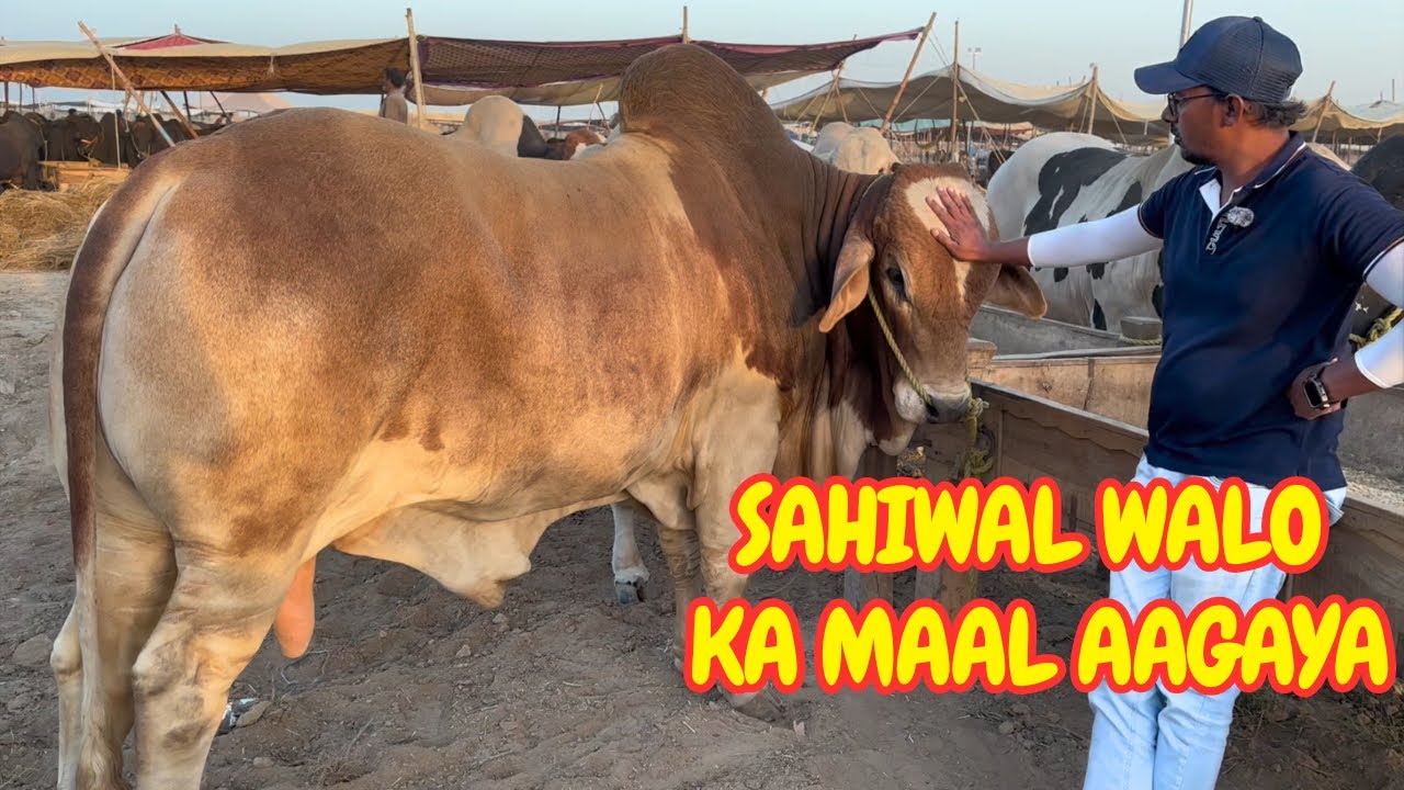 Big Sahiwal Bulls Arrived Northern Bypass Mandi 2026