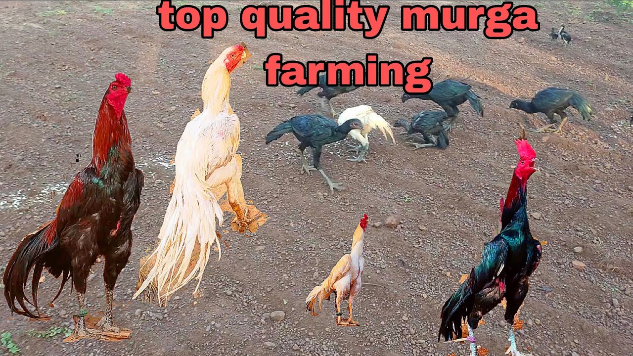 Aasel murga farming feeding details. Poultry farm feeding details 