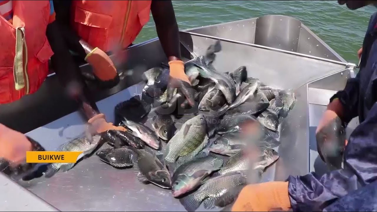 Daring the cage fish farming business - Kamos Agro-fish farm thriving despite numerous challenges