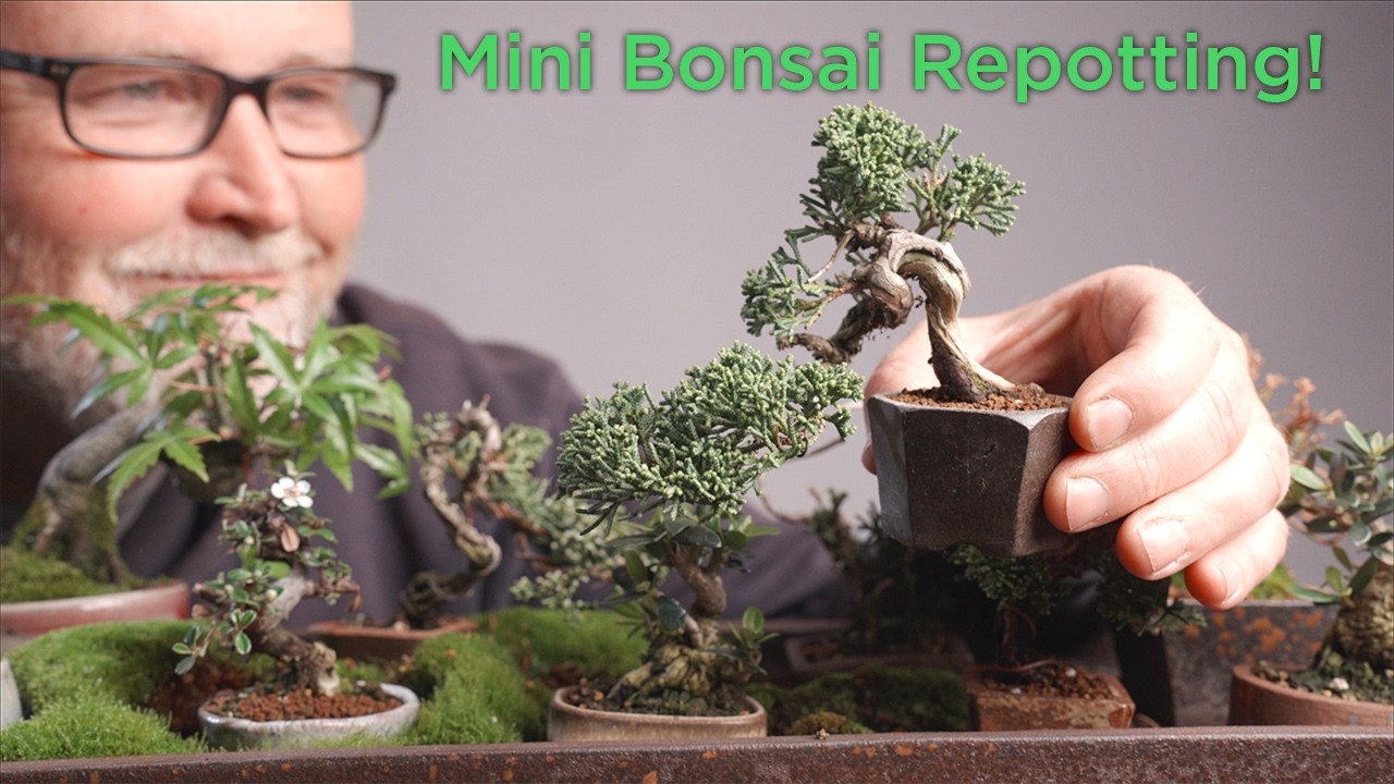 Bonsaify | Eric's Tray of Many Mame: Repotting and DISASTER Recovery!